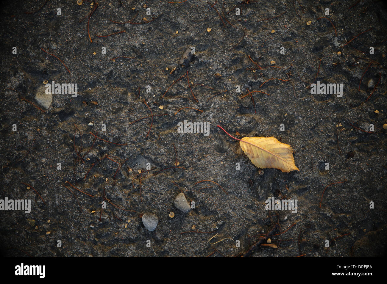 first autumn leaf Stock Photo