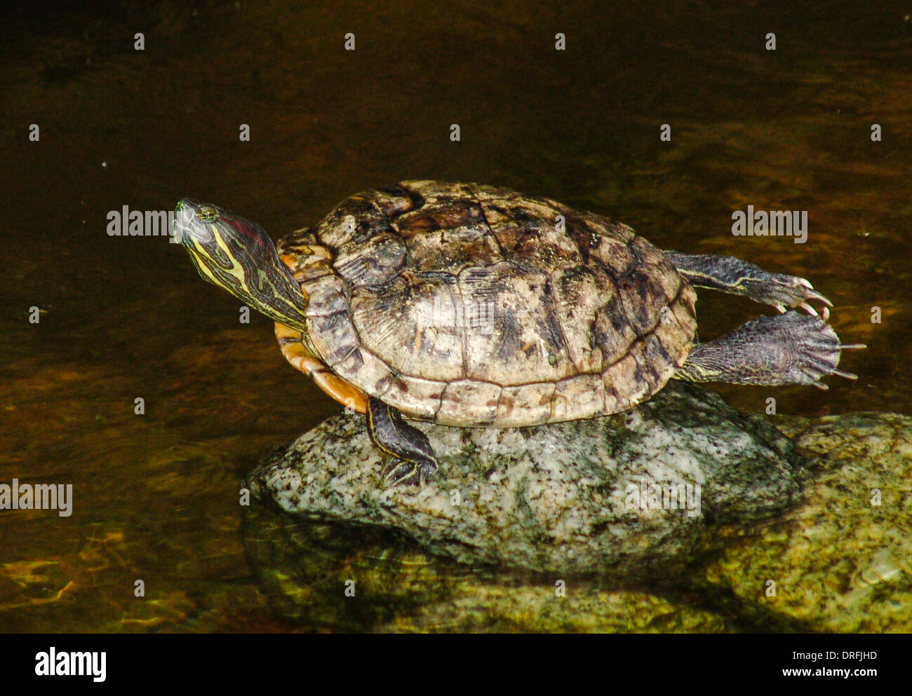 funny turtle is streching legs. looks like yoga exercise Stock Photo