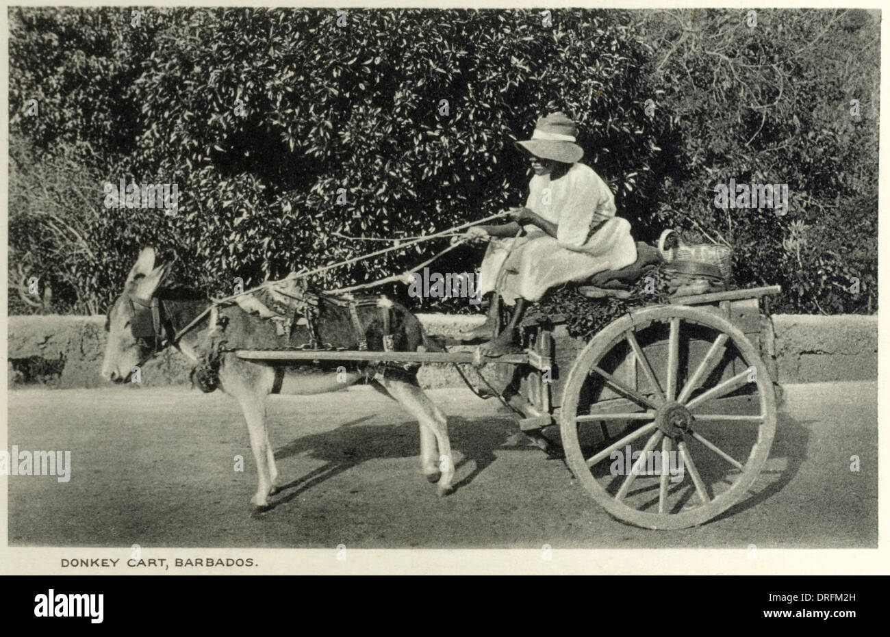 Barbados - Donkey Cart Stock Photo