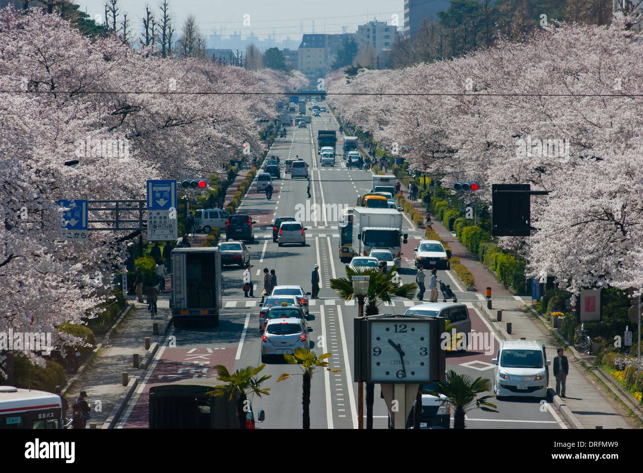 Tokyo in Bloom Stock Photo