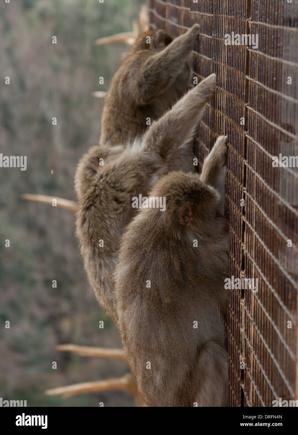 Japanese monkeys hi-res stock photography and images - Alamy