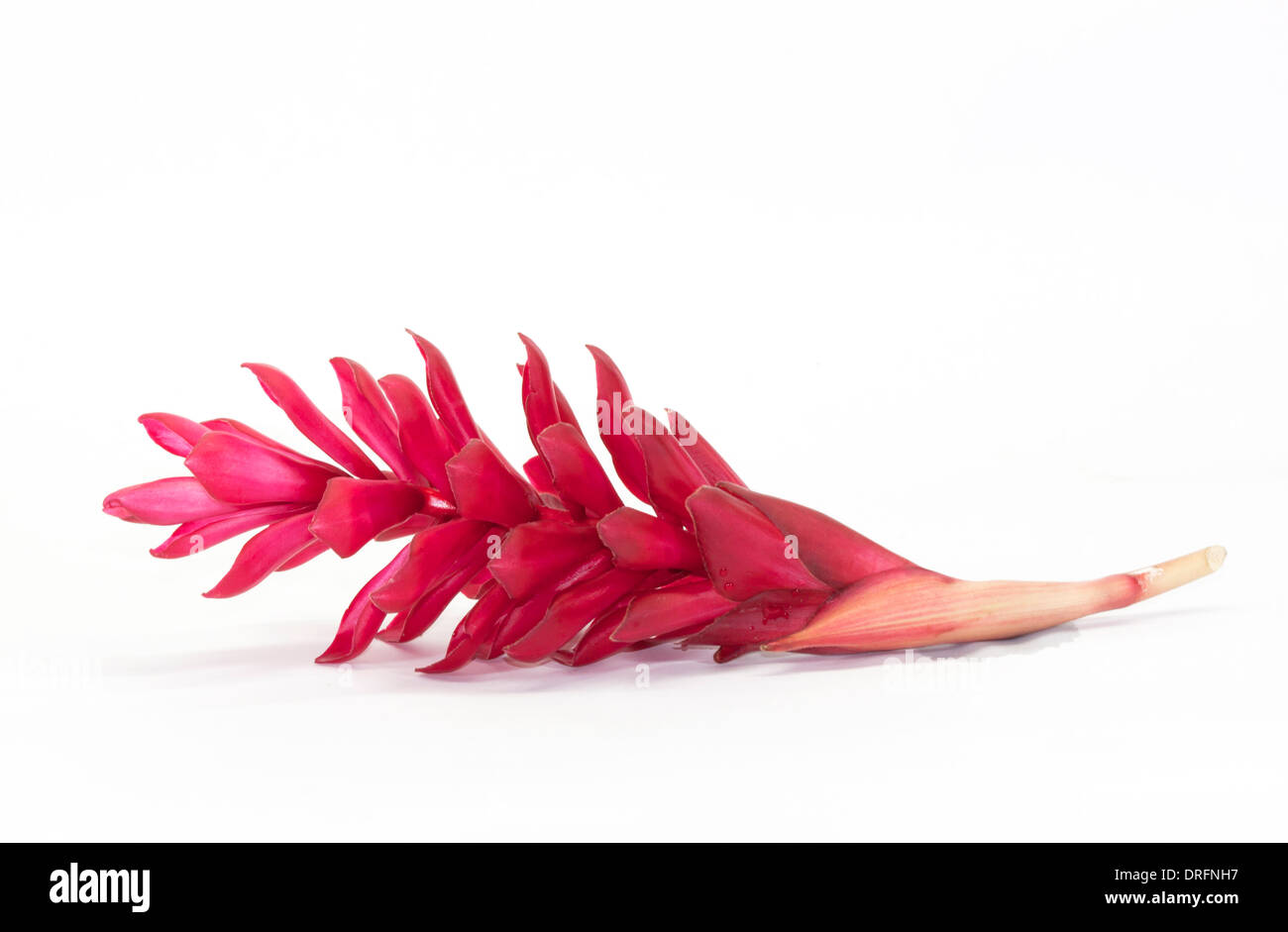 Red Ginger flower isolated on white Stock Photo Alamy