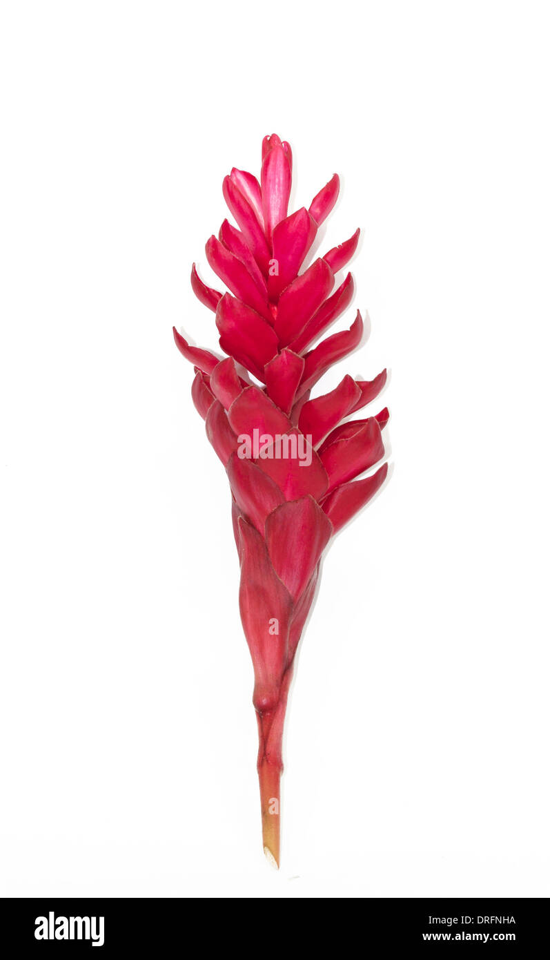 Red Ginger flower isolated on white Stock Photo Alamy