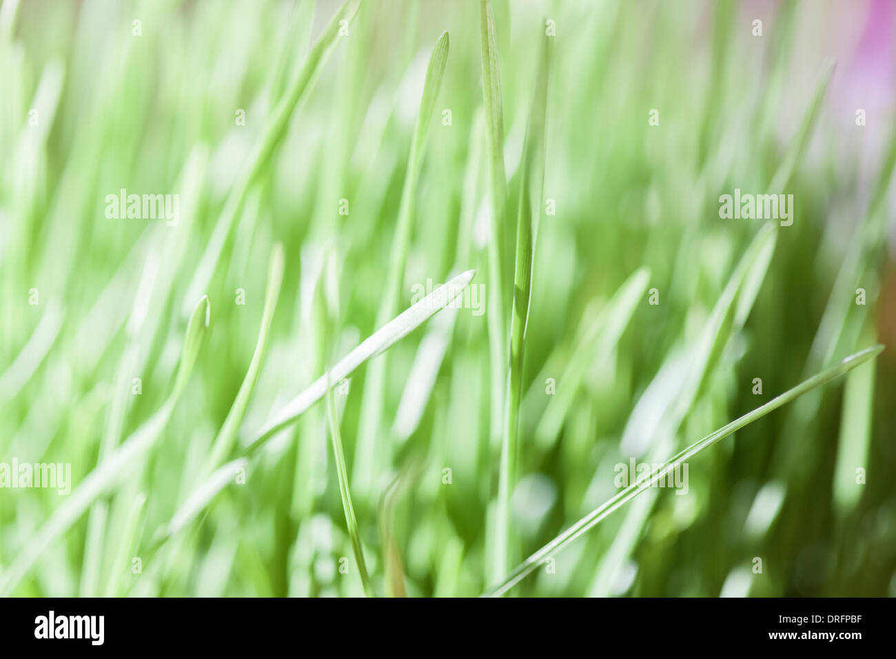 Green grass garden hi-res stock photography and images - Alamy