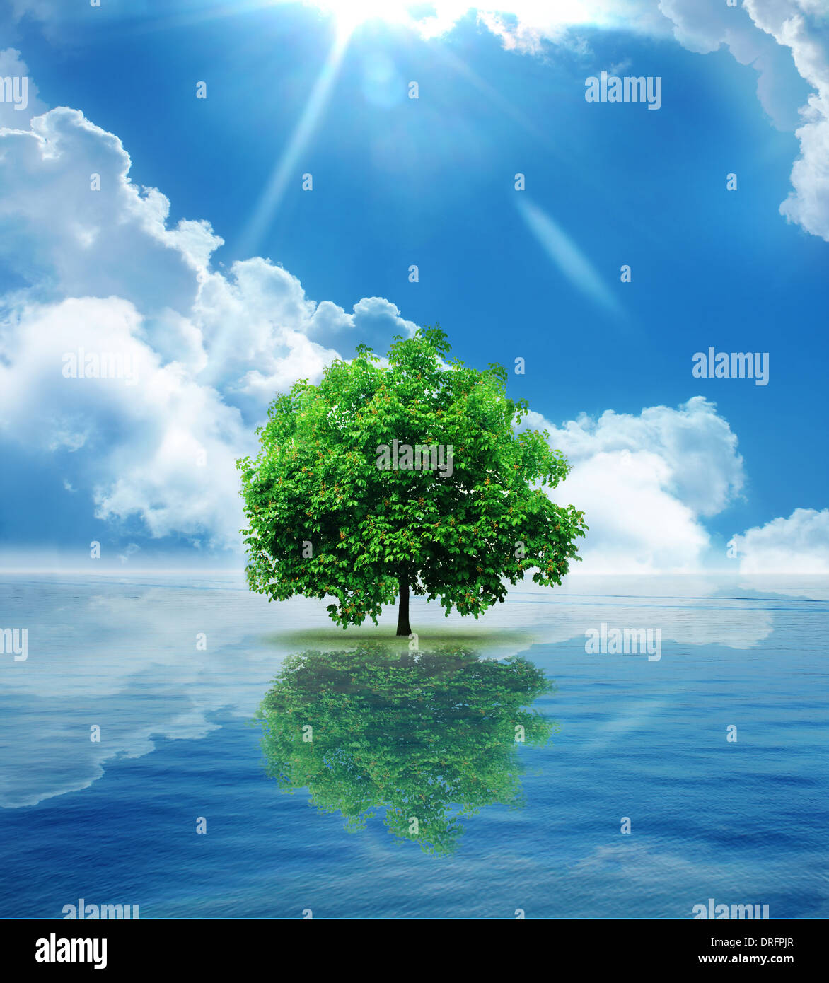 Lonely tree reflecting in water hi-res stock photography and images - Alamy