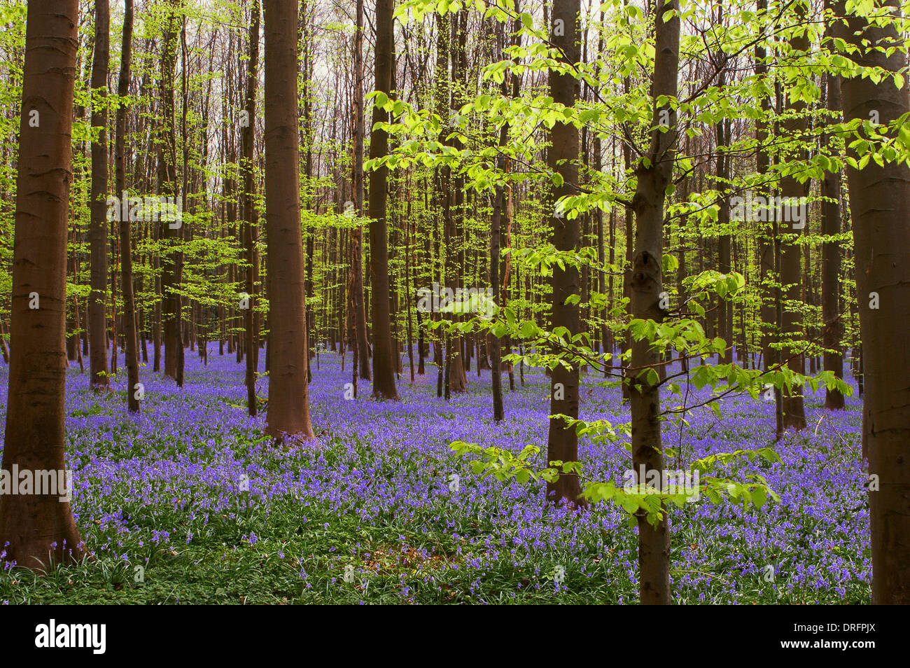 Carpet blue wild hyacinths in hi-res stock photography and images - Alamy