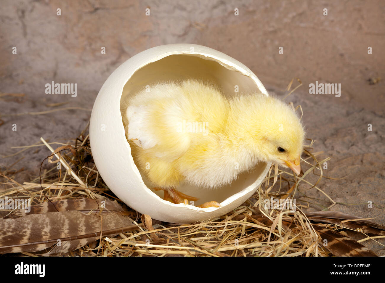 Tiny newborn easter chick coming out of a big ostrich egg Stock Photo