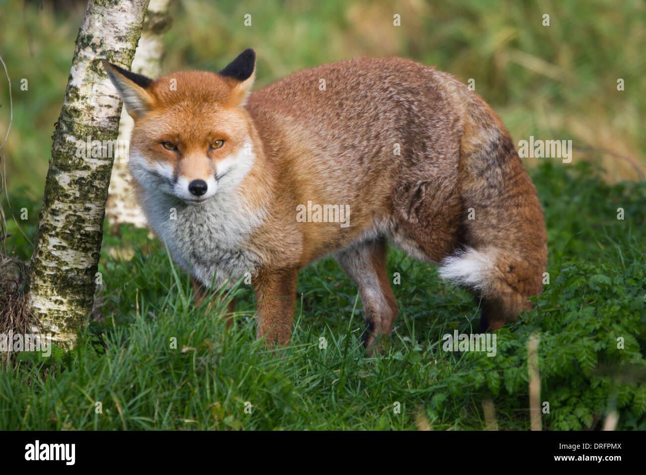 European Red Fox in the UK. January Stock Photo - Alamy