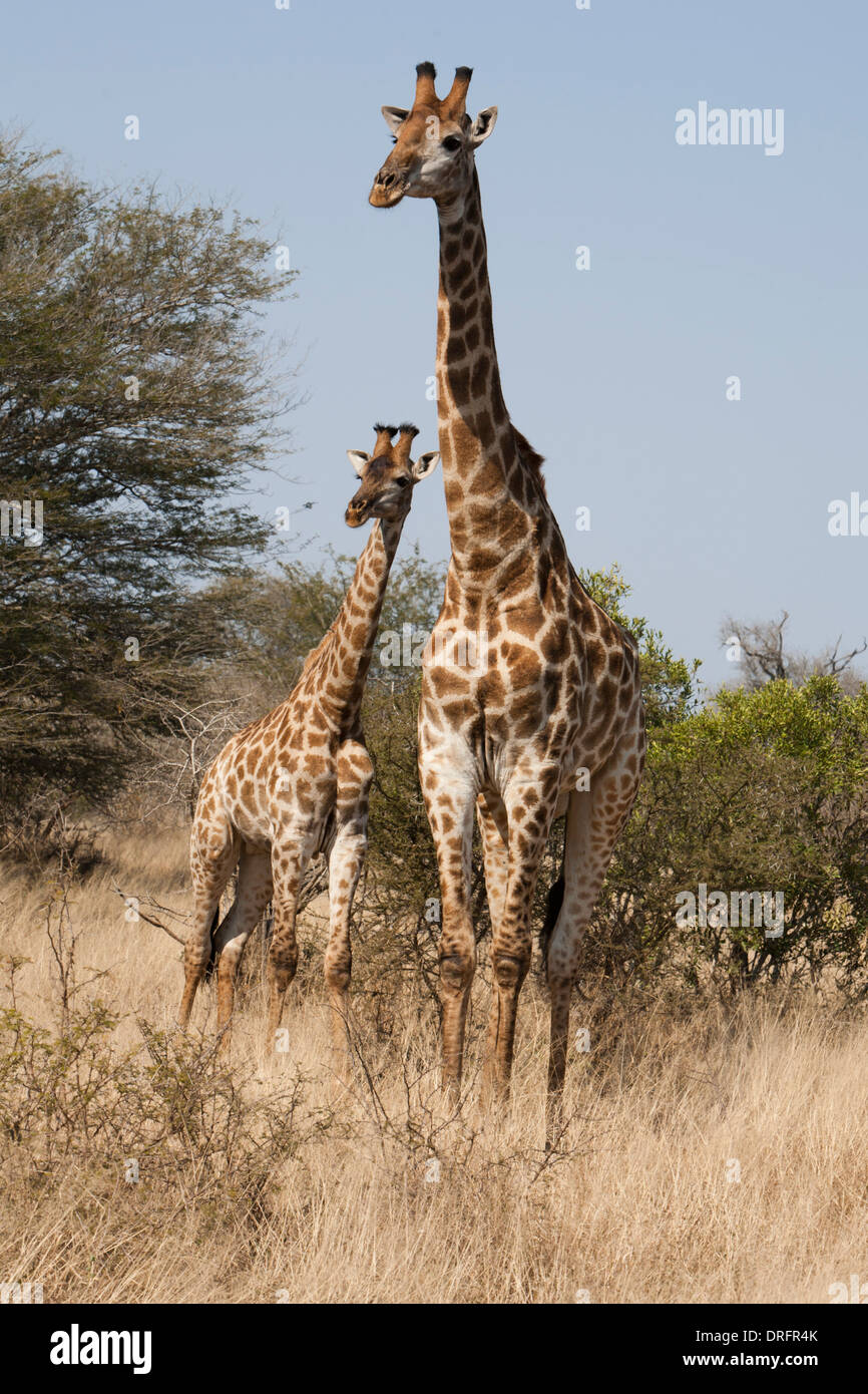 Group of giraffes eating leaves hi-res stock photography and images - Alamy