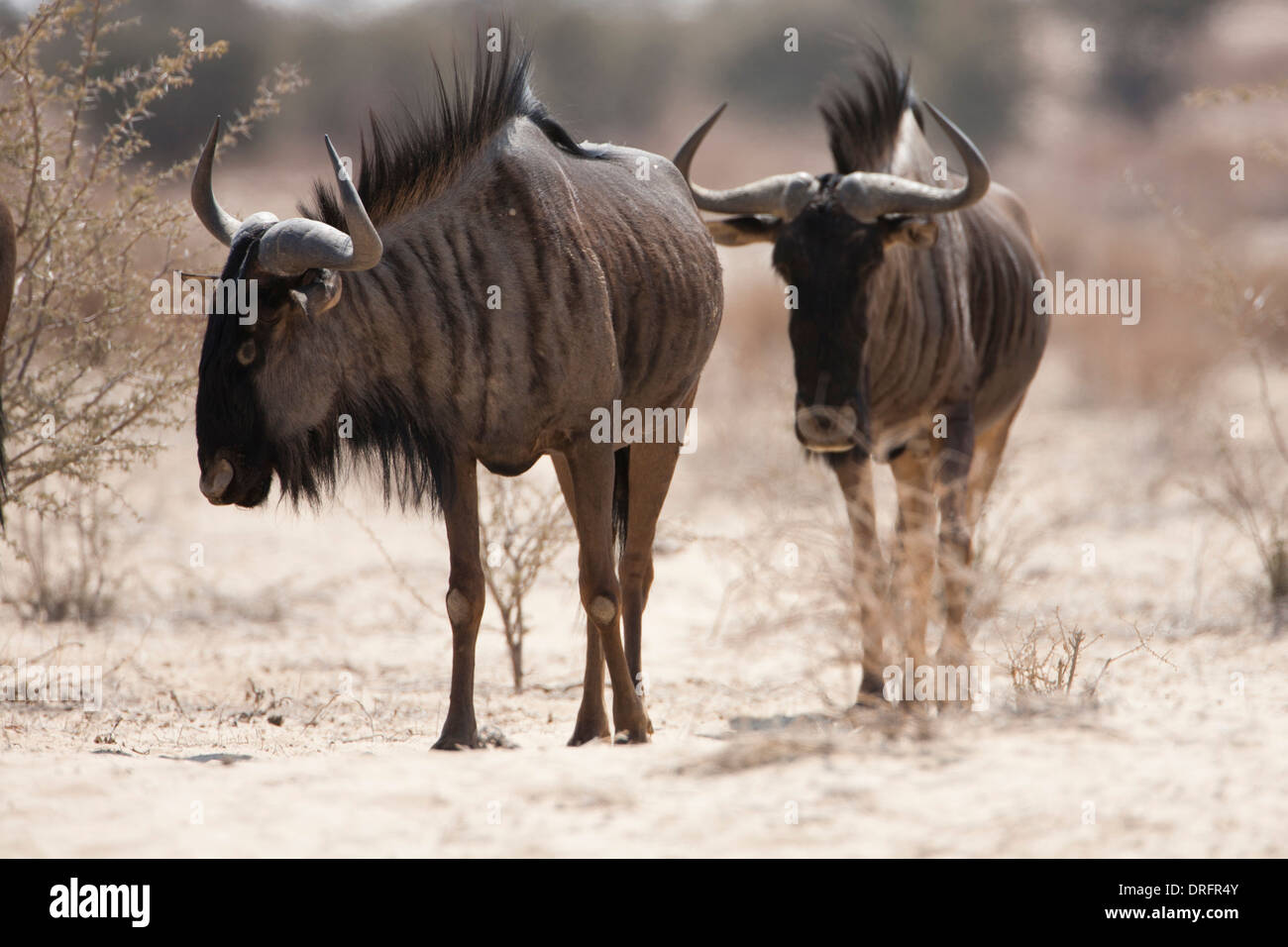 Blue Wildebeest (connochaetes taurinus) herd walking in the Kalahari desert, South Africa Stock Photo