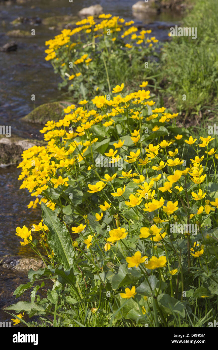 Waters edge bloom hires stock photography and images Alamy