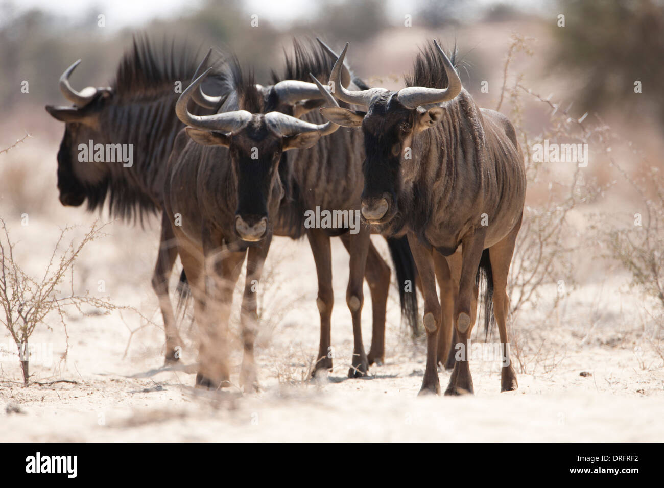 Blue Wildebeest (connochaetes taurinus) herd walking in the Kalahari desert, South Africa Stock Photo