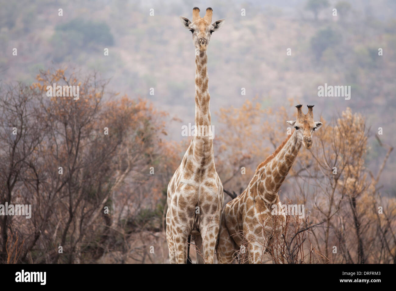 Group of giraffes eating leaves hi-res stock photography and images - Alamy