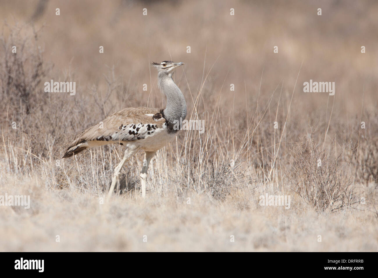 Kori Bustard in the Kalahari Stock Photo