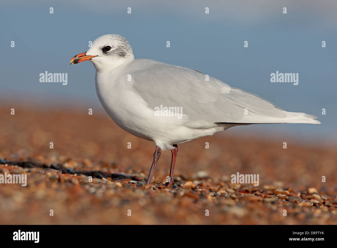 Adult winter Mediterranean Gull larus melanochephalus on a beach, Suffolk, UK Stock Photo
