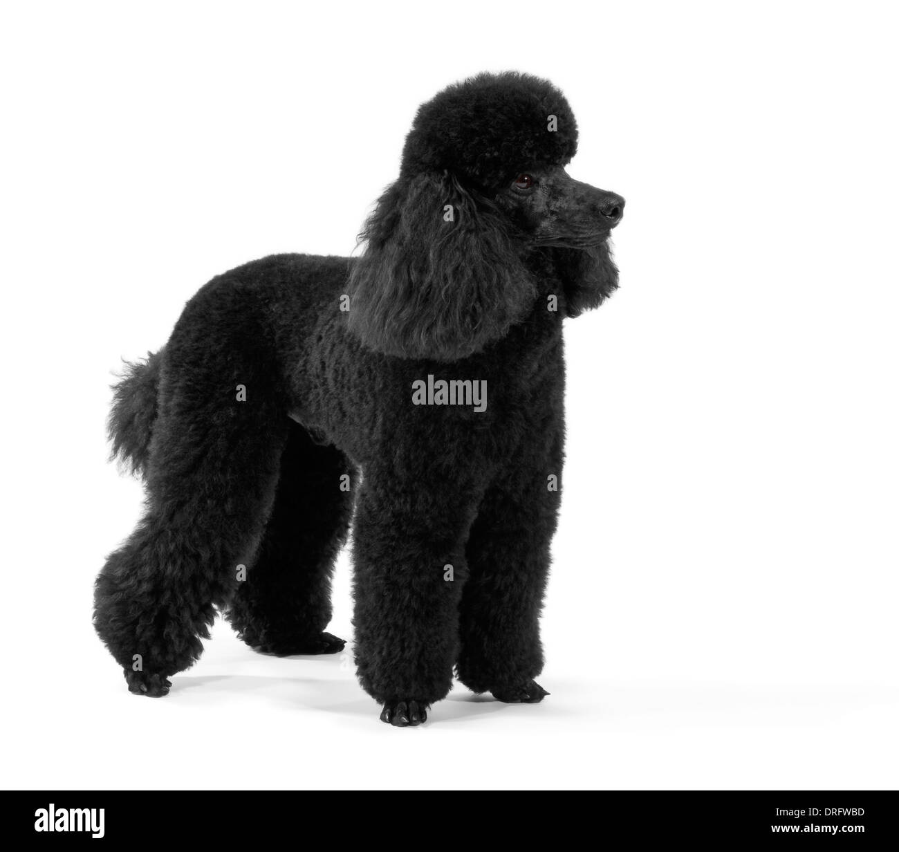 Miniature Poodle aged 1 year Stock Photo