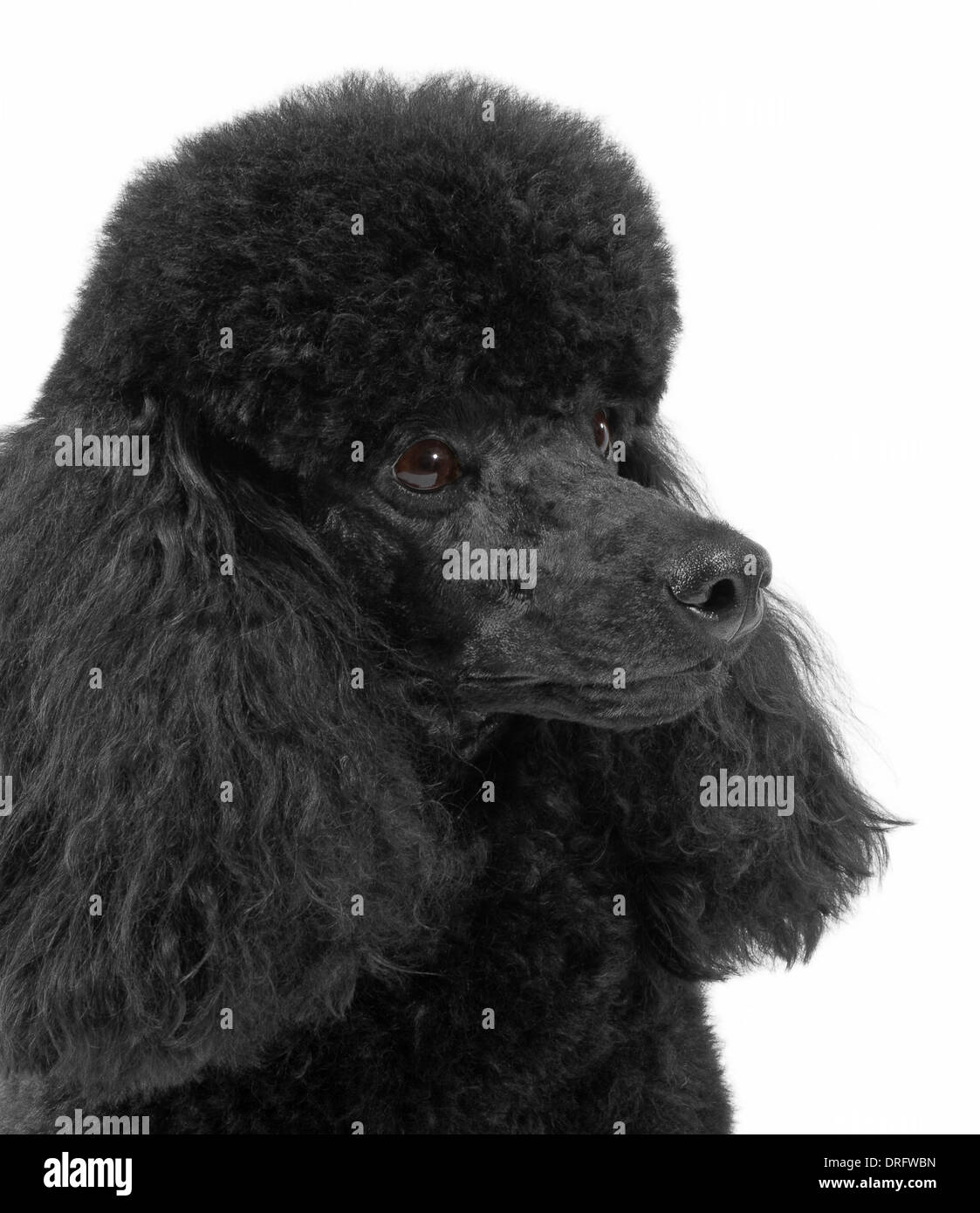 Miniature Poodle aged 1 year Stock Photo