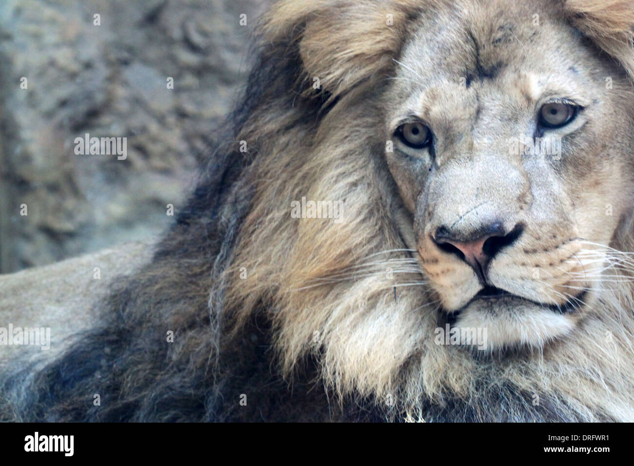 African male lion hi-res stock photography and images - Alamy
