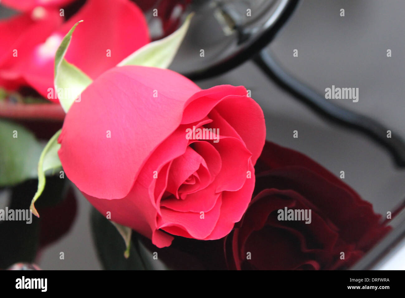 Beautiful red rose on black background Stock Photo Alamy