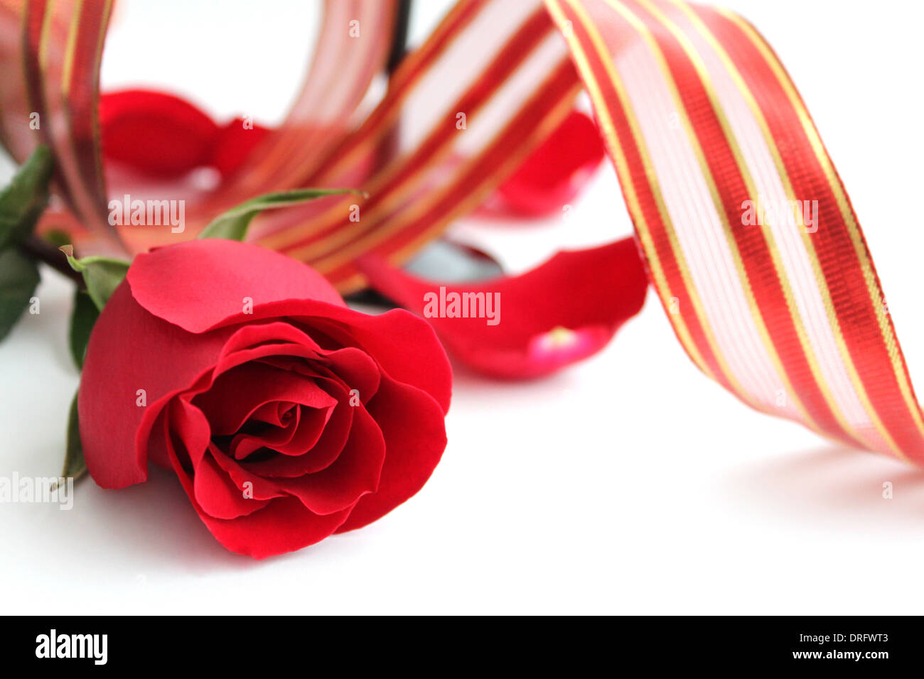 Red rose and red ribbon on white background Stock Photo - Alamy