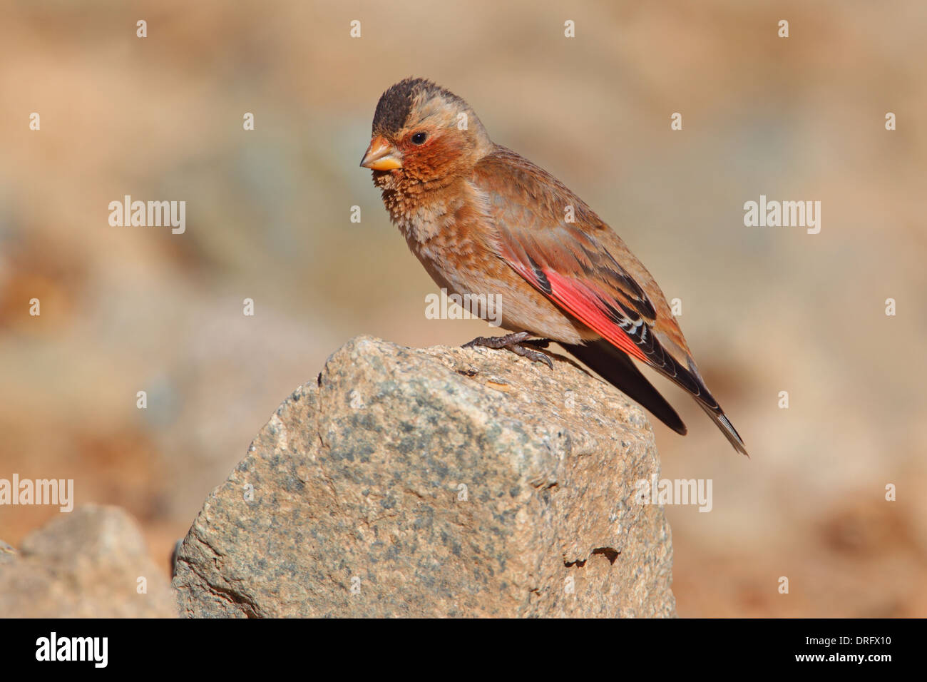 Crimson-winged Finch (Rhodopechys sanguinea aliena) North African subspecies, adult male, Morocco, March Stock Photo