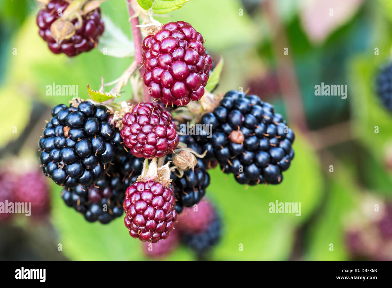 Sweet ripe and unripe blackberries in the garden Stock Photo