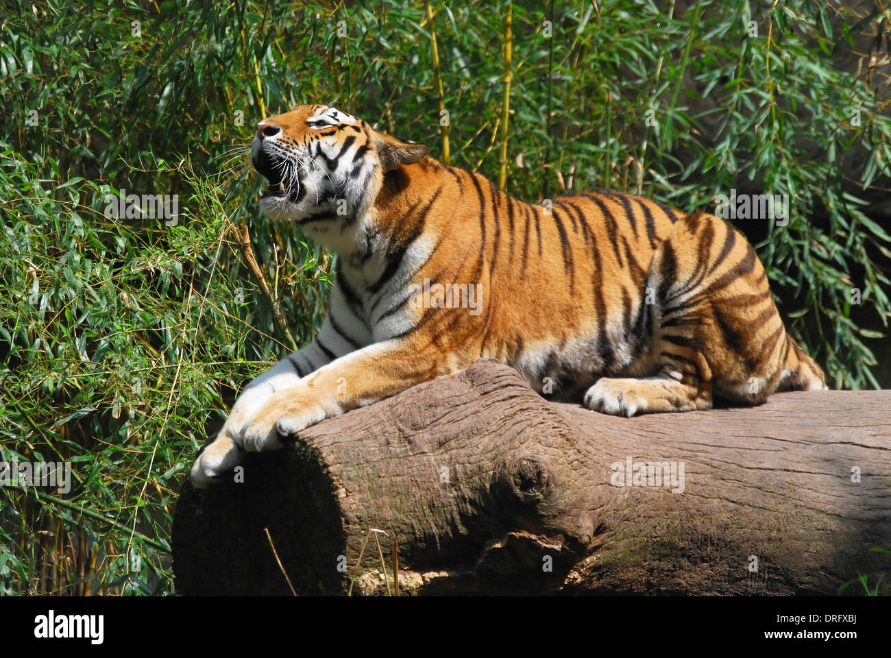 Tiger on tree trunk Stock Photo