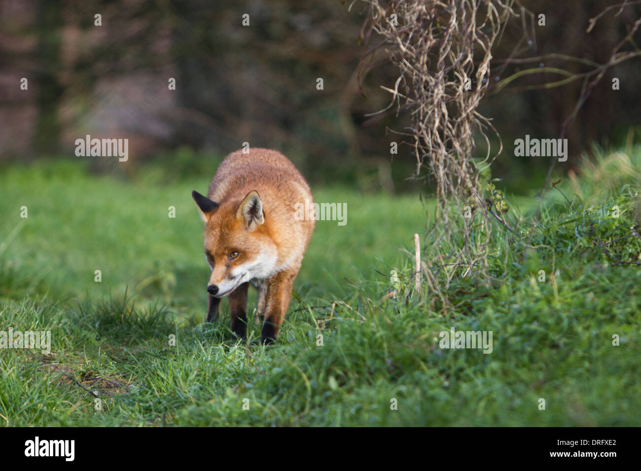 European Red Fox in the UK. January Stock Photo - Alamy
