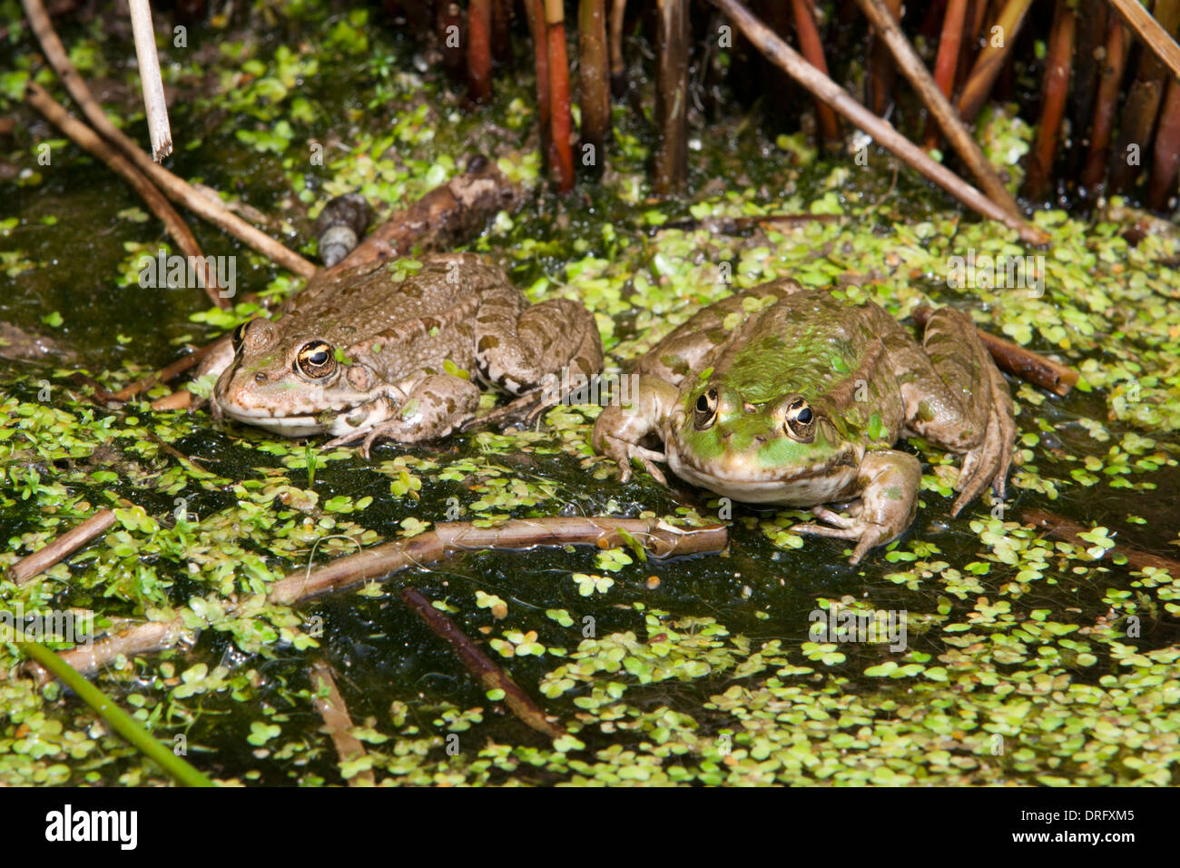 Marsh Frogs in the UK Stock Photo