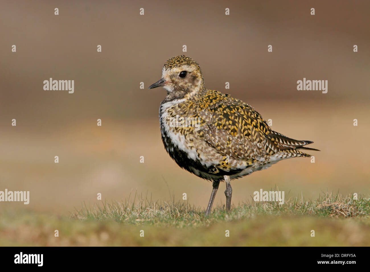 Breeding Plumage European Golden Plover On A Yorkshire Moor Stock Photo breeding-plumage-european-golden-plover-on-a-yorkshire-moor-stock-photo