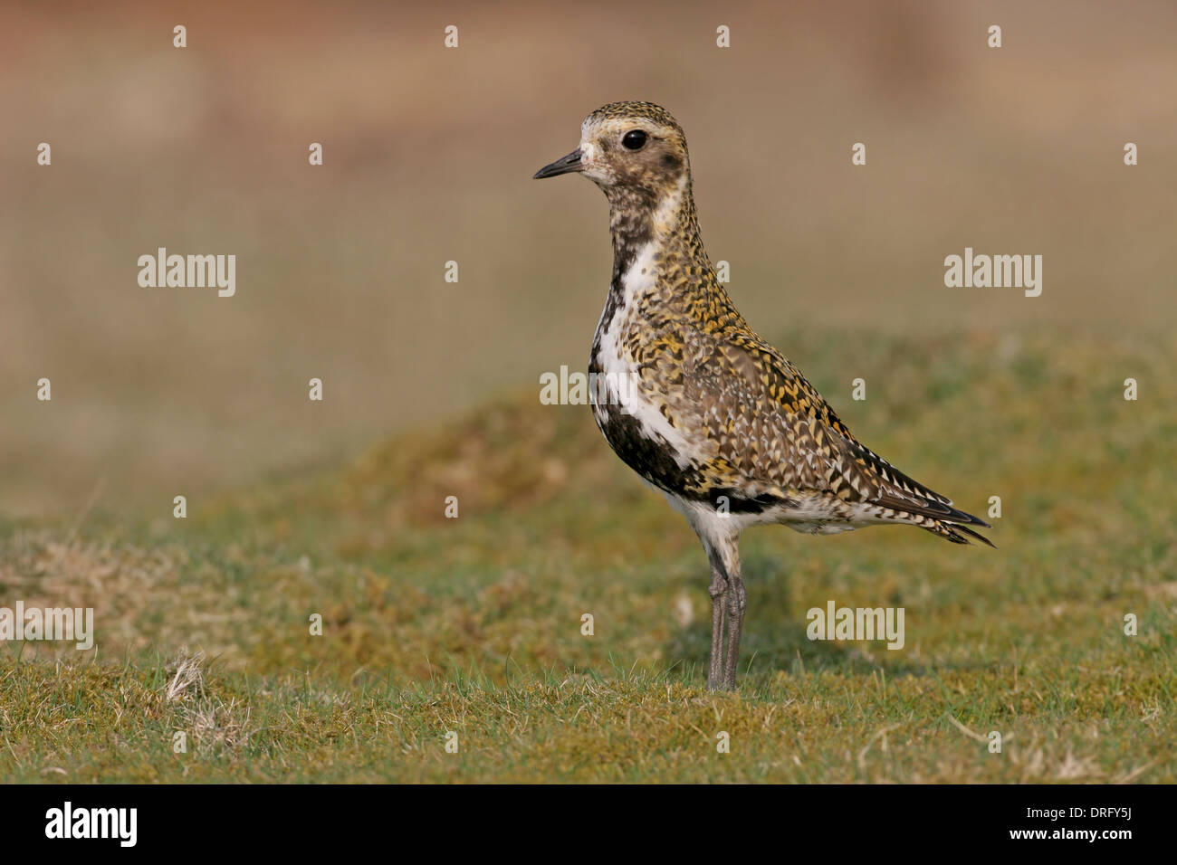 Breeding Plumage European Golden Plover On A Yorkshire Moor Stock Photo breeding-plumage-european-golden-plover-on-a-yorkshire-moor-stock-photo