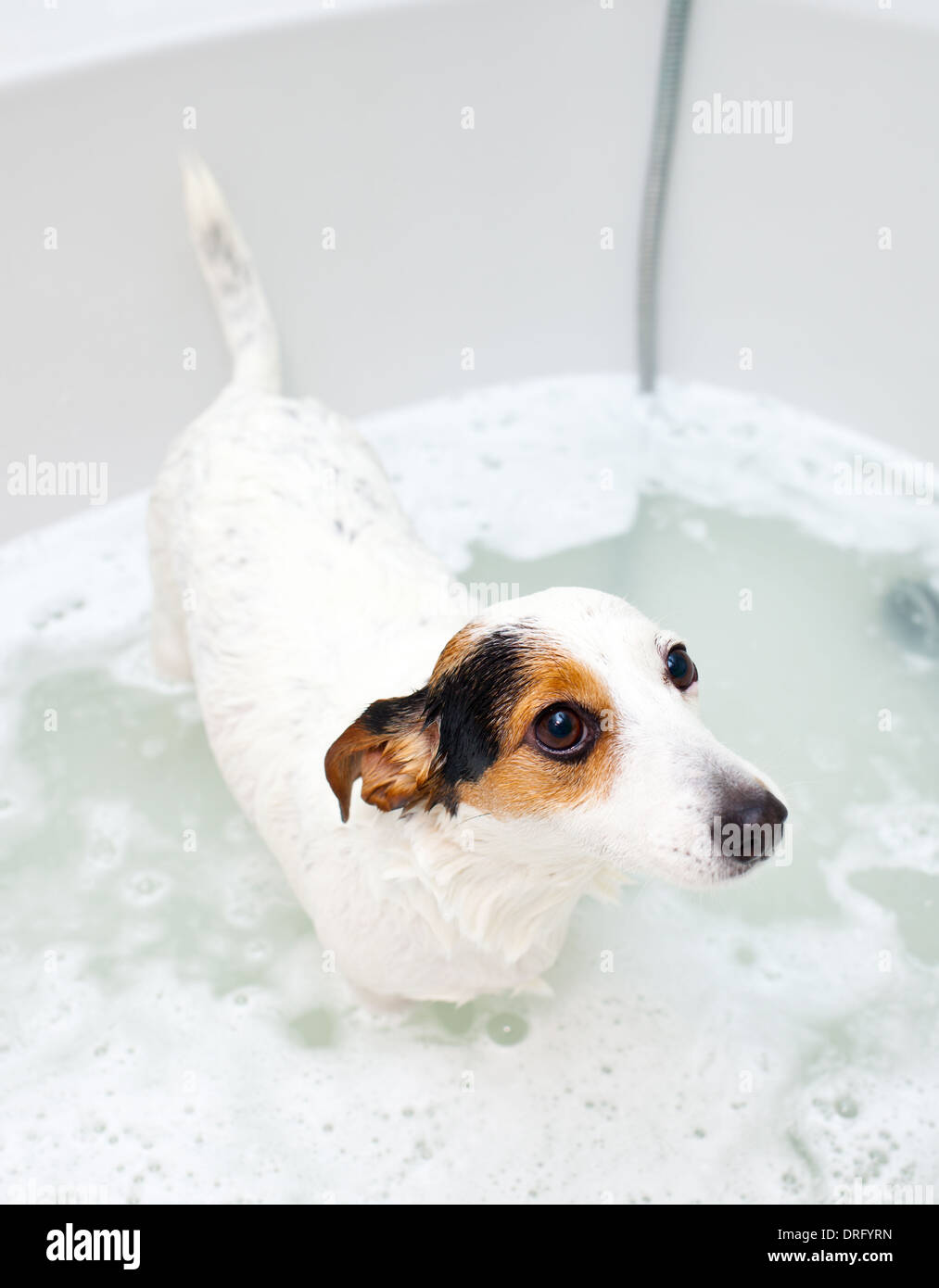Jack Russell dog taking a bath in a bathtub Stock Photo Alamy