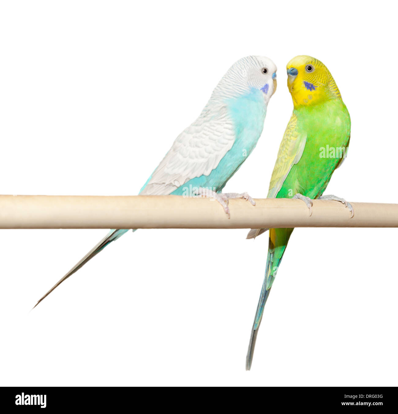 budgie perches