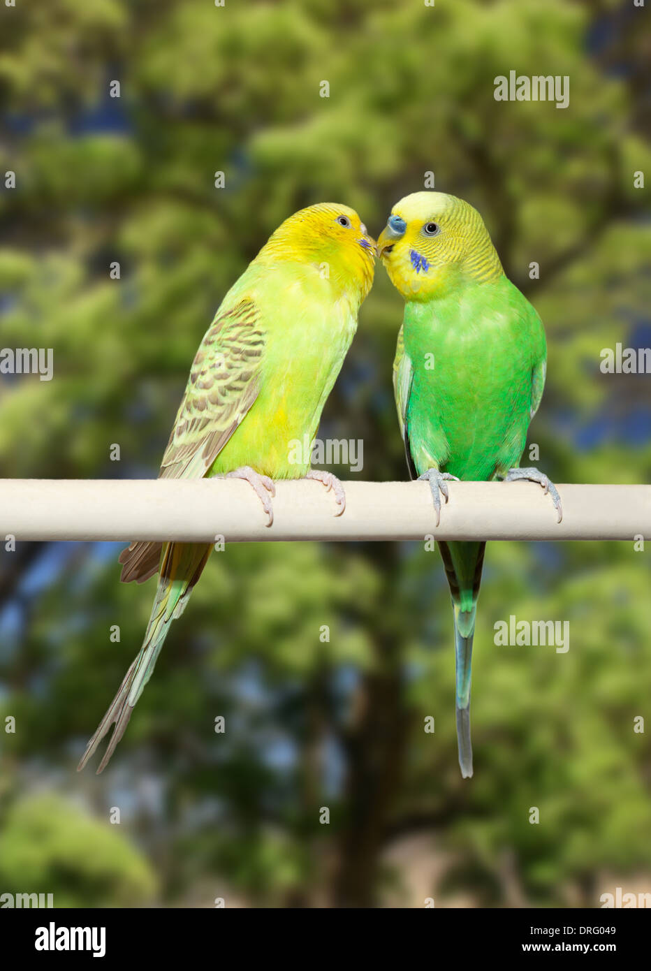 Couple of yellow and green parrots on vegetation background Stock Photo