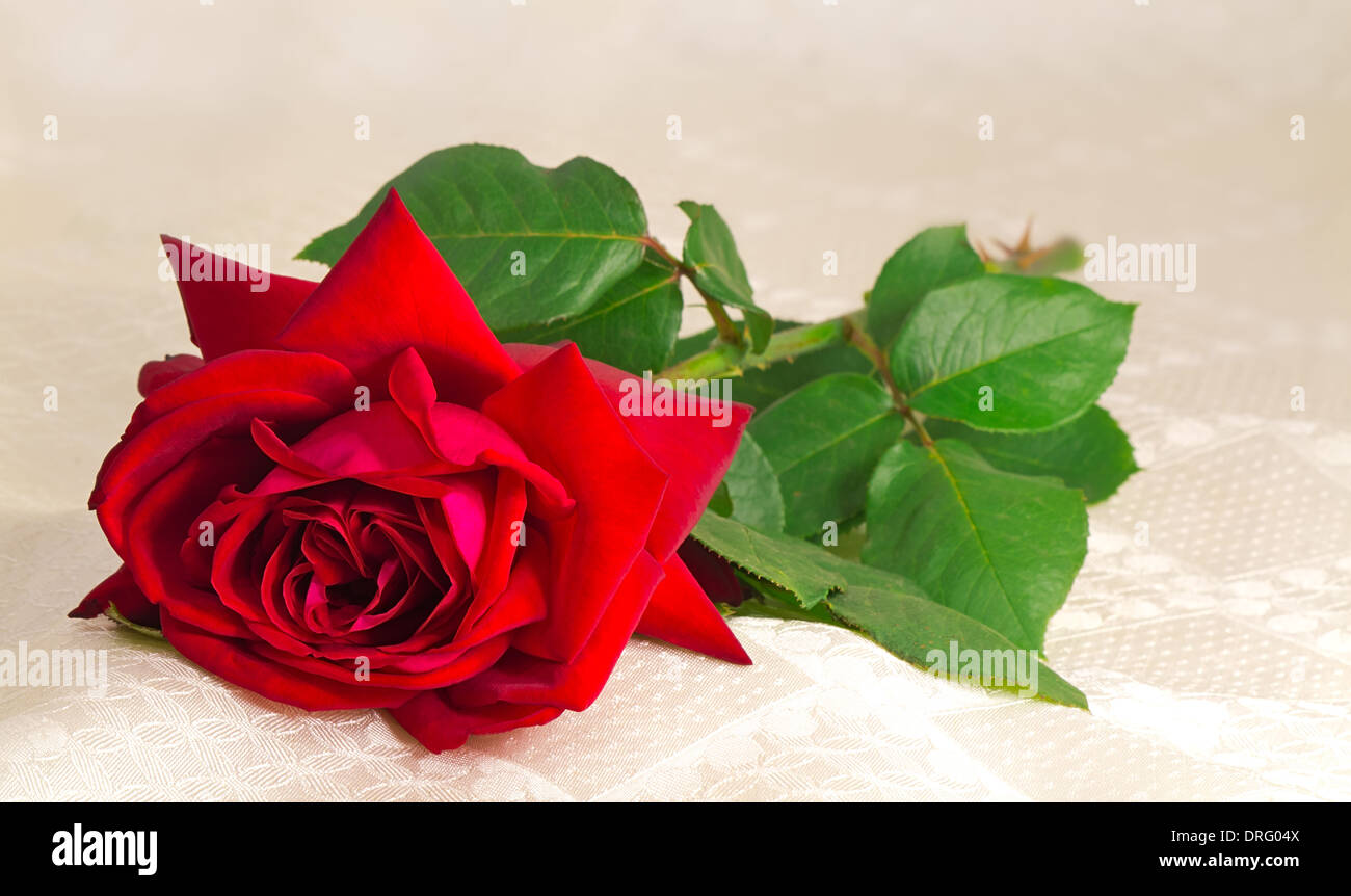 Red rose green leaves hi-res stock photography and images - Alamy