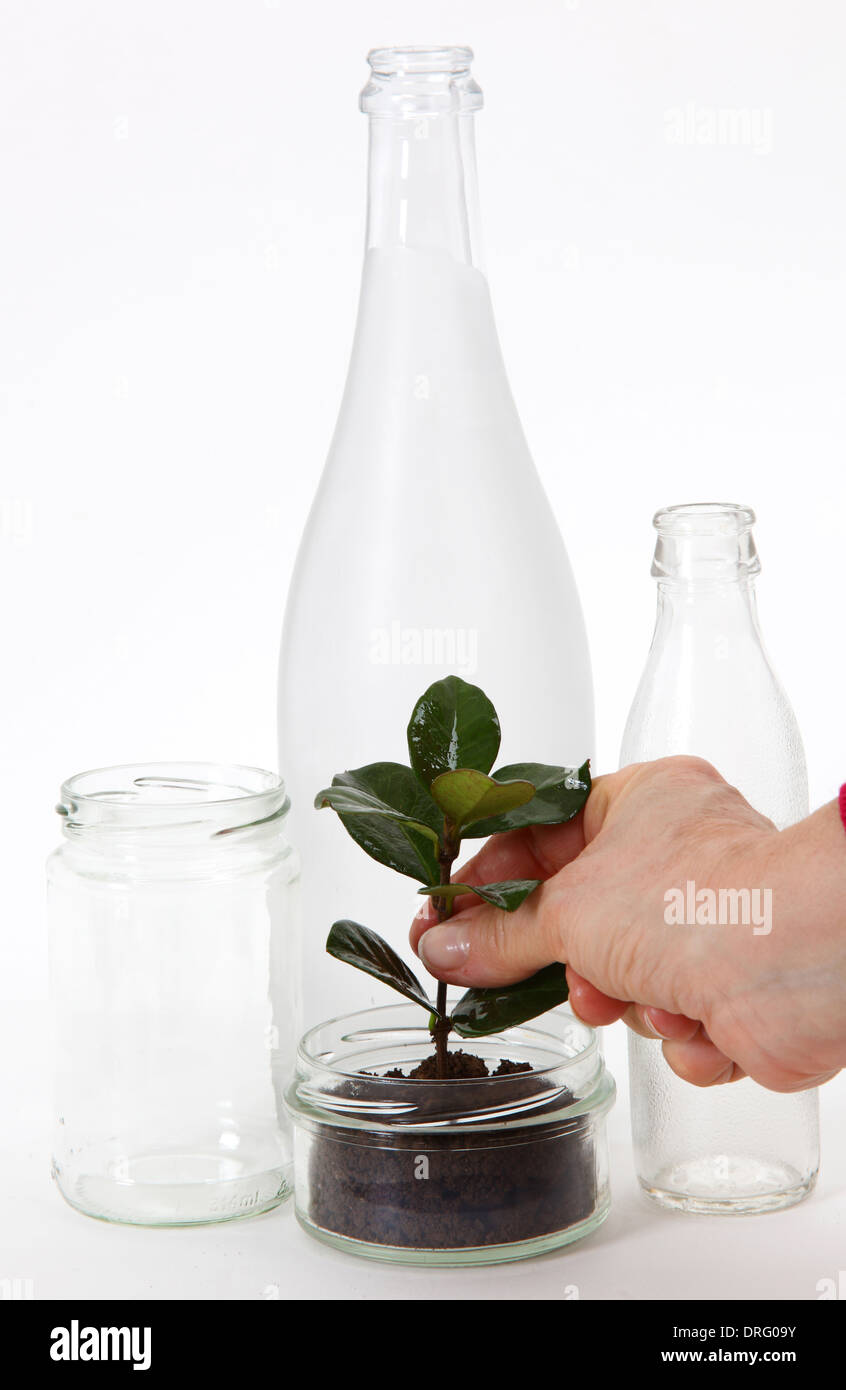 Cans and glass bottles with seedling. Stock Photo