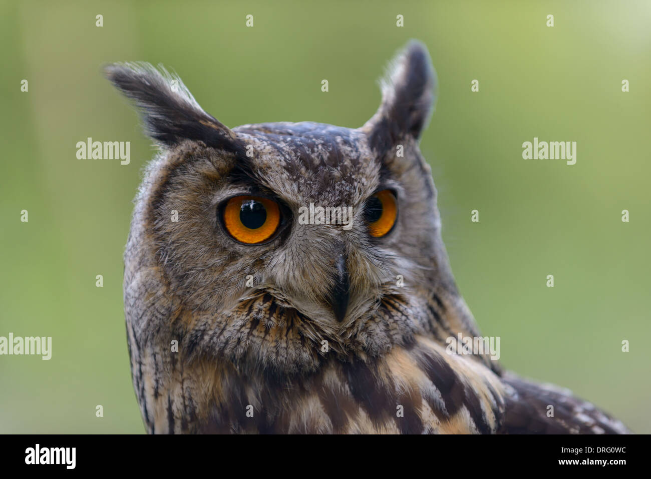 Uhu, Bubo bubo, European eagle owl Stock Photo
