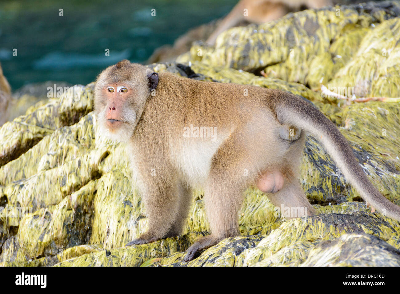 Ape fishing hires stock photography and images Alamy