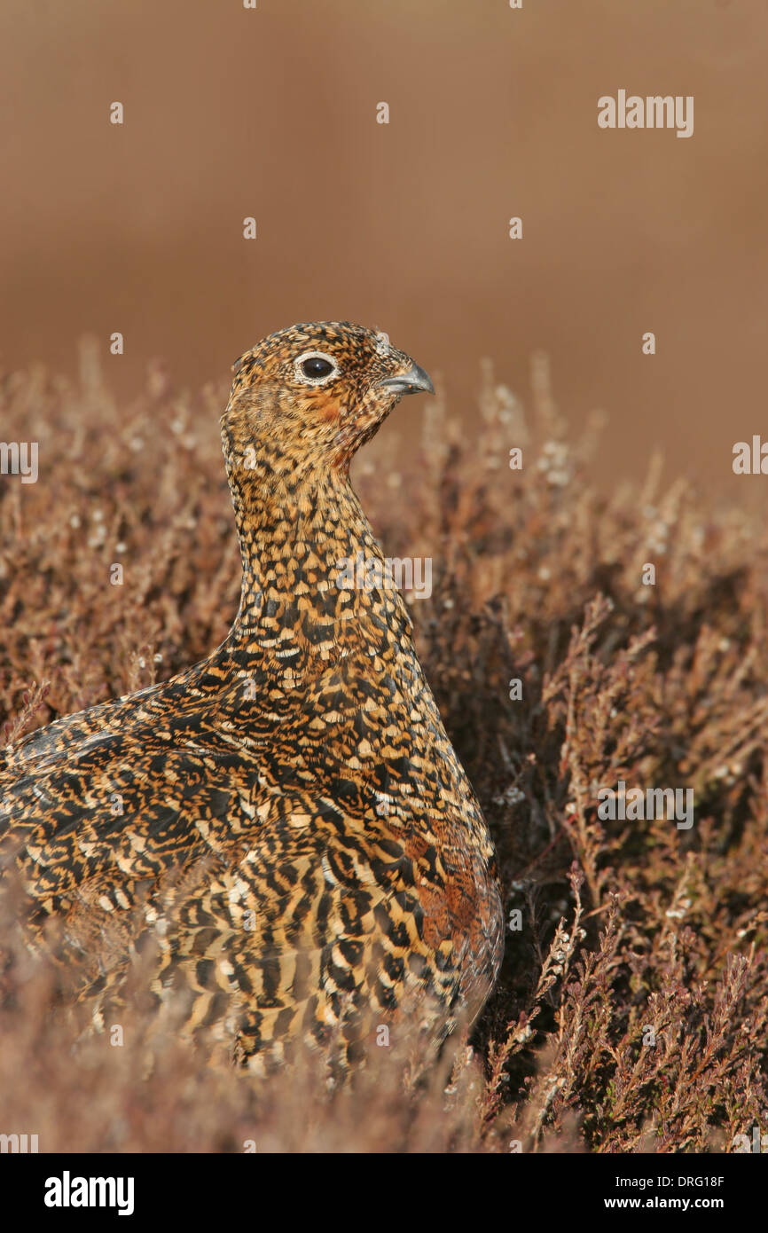 Female or hen Red Grouse on a British moorland Stock Photo