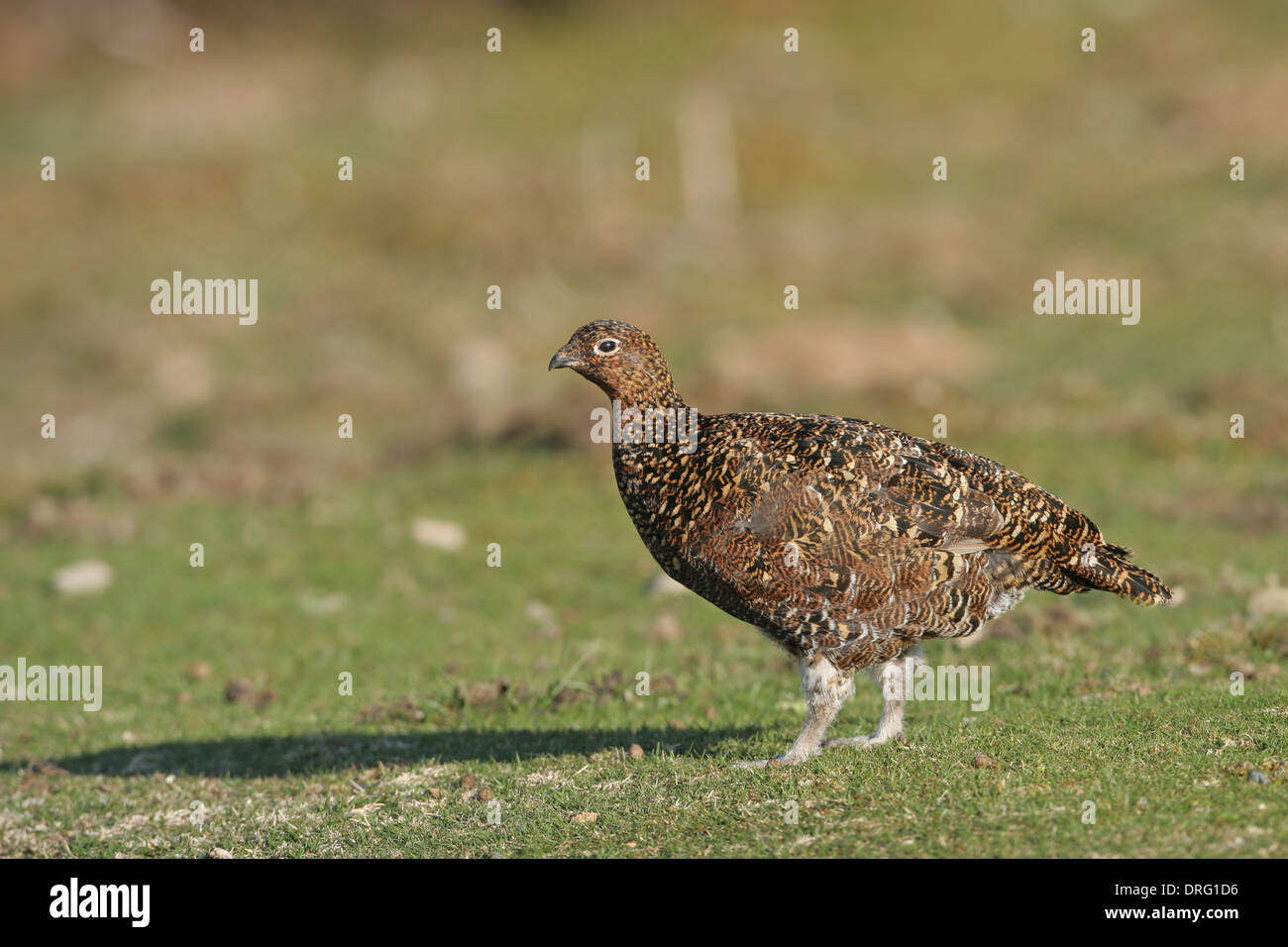 Female or hen Red Grouse on a British moorland Stock Photo