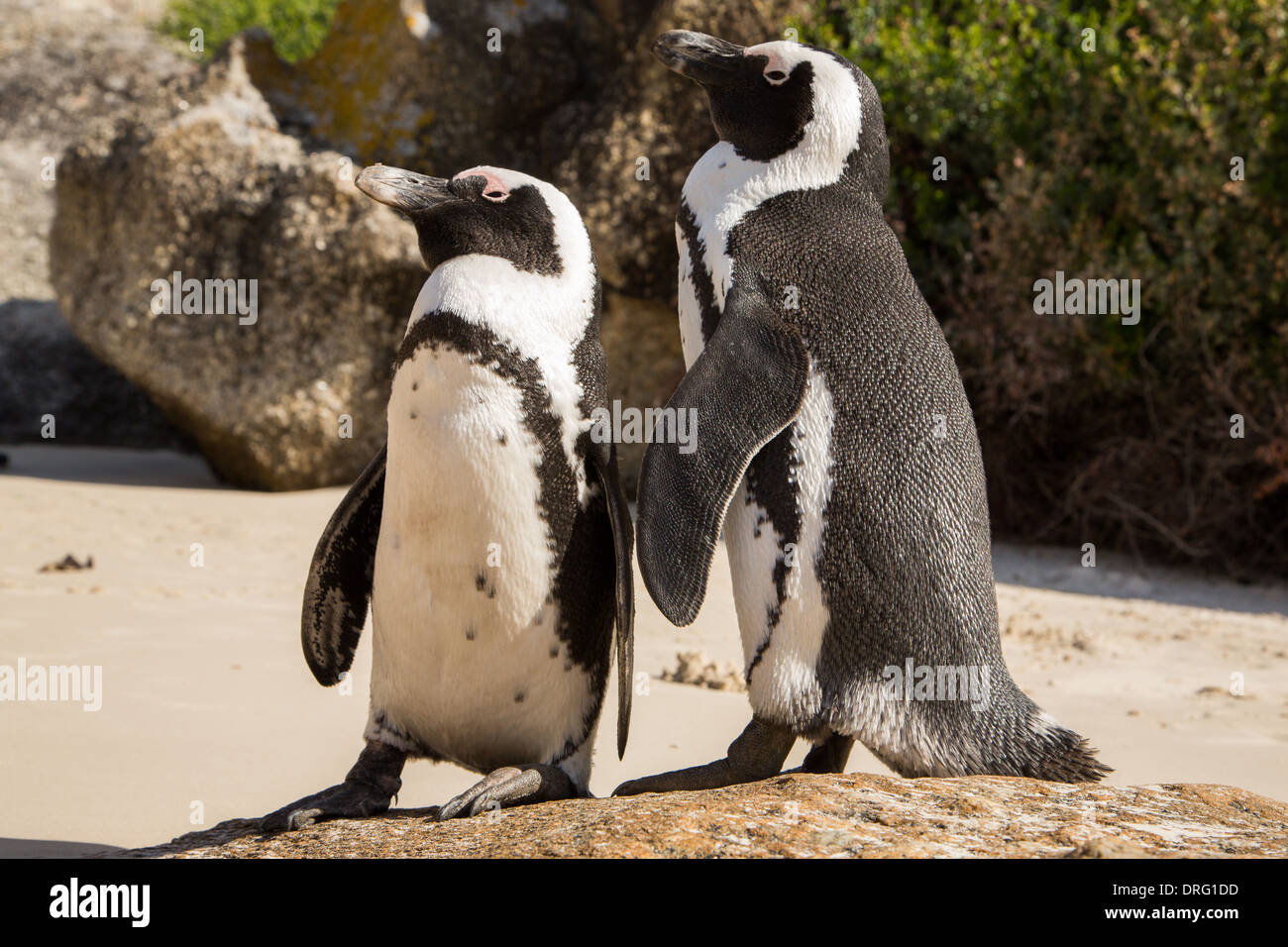 African Penguin (Spheniscus demersus) pair on beach Stock Photo