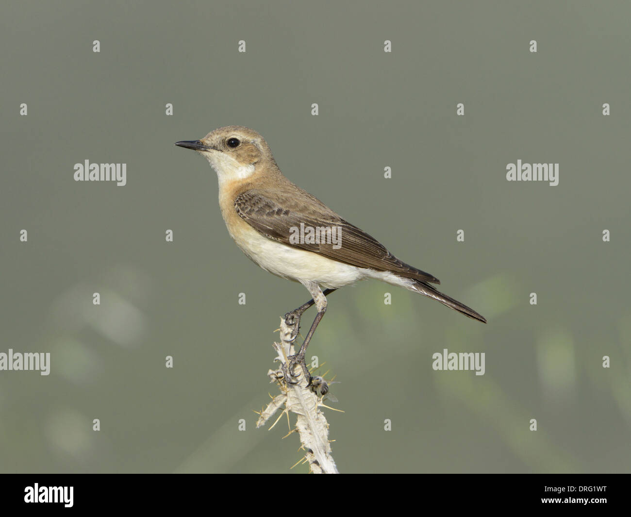 Black-eared Wheatear - Oenanthe hispanica - eastern race female, pale ...