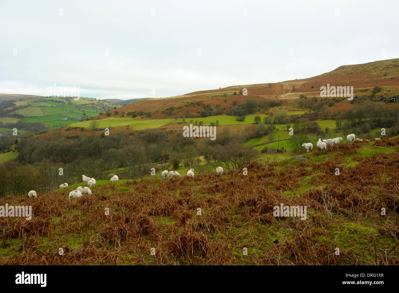Sheep Near Aberedw Stock Photo