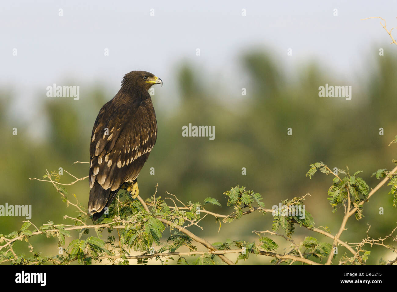 Greater Spotted Eagle - Aquila clanga Stock Photo