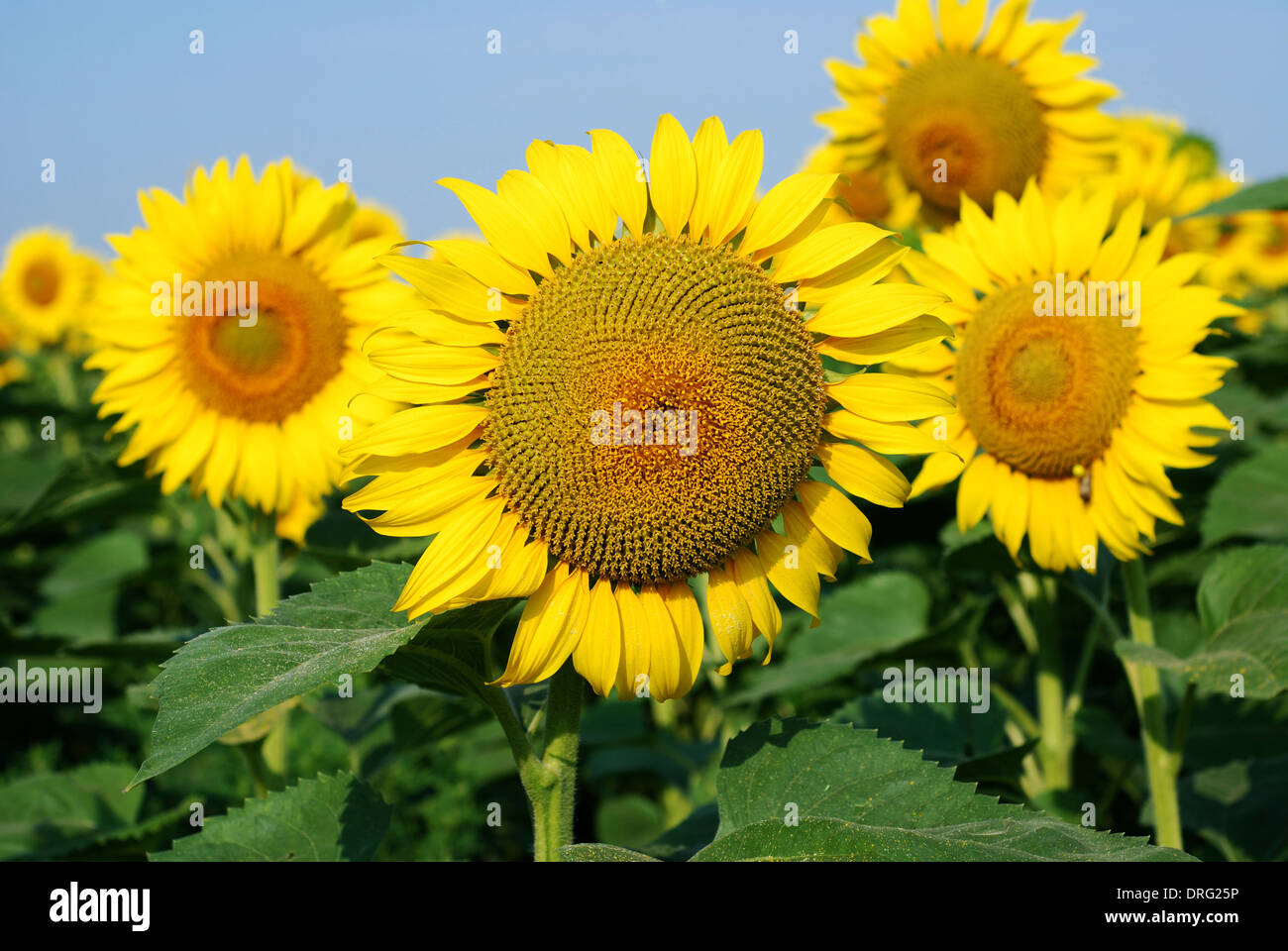 Yellow heads of young sunflowers against sound green stems and leaves Stock Photo