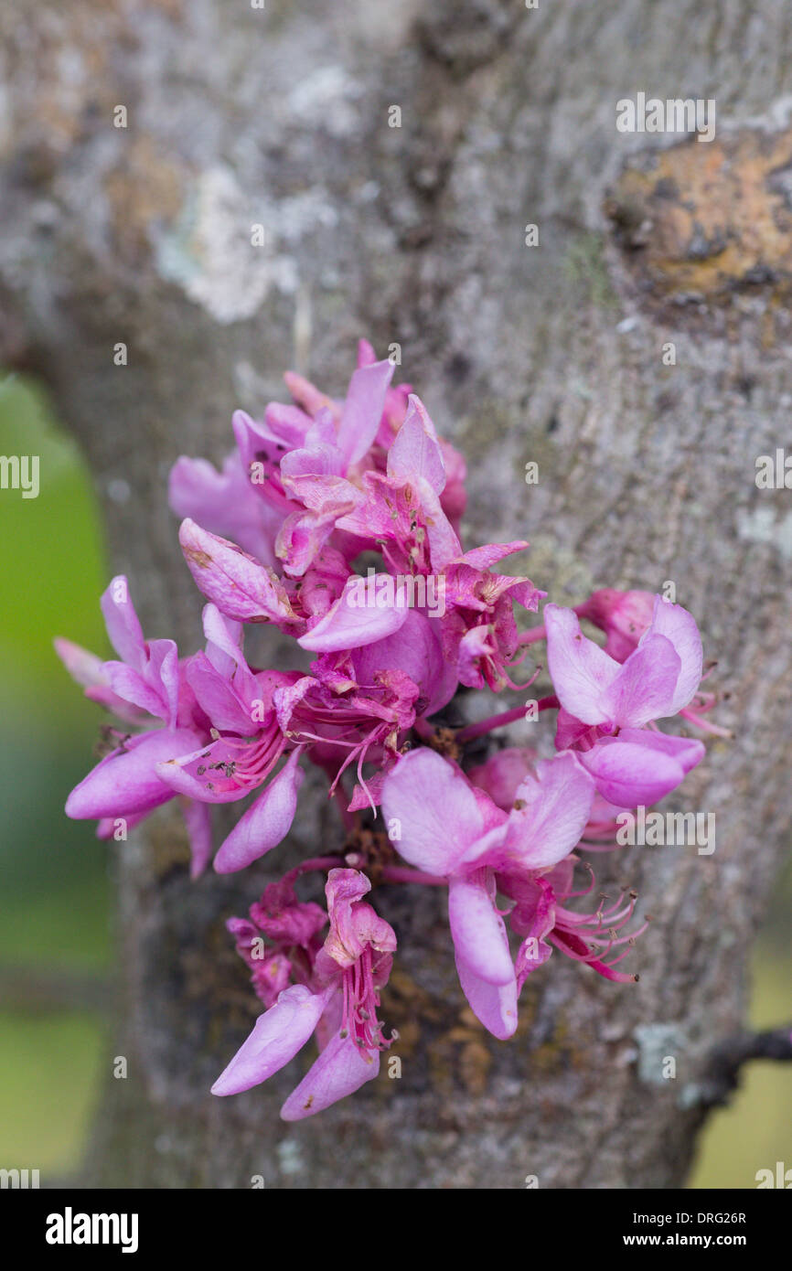 Closeup of Redbud Cercis canadensis tree blossoms Stock Photo