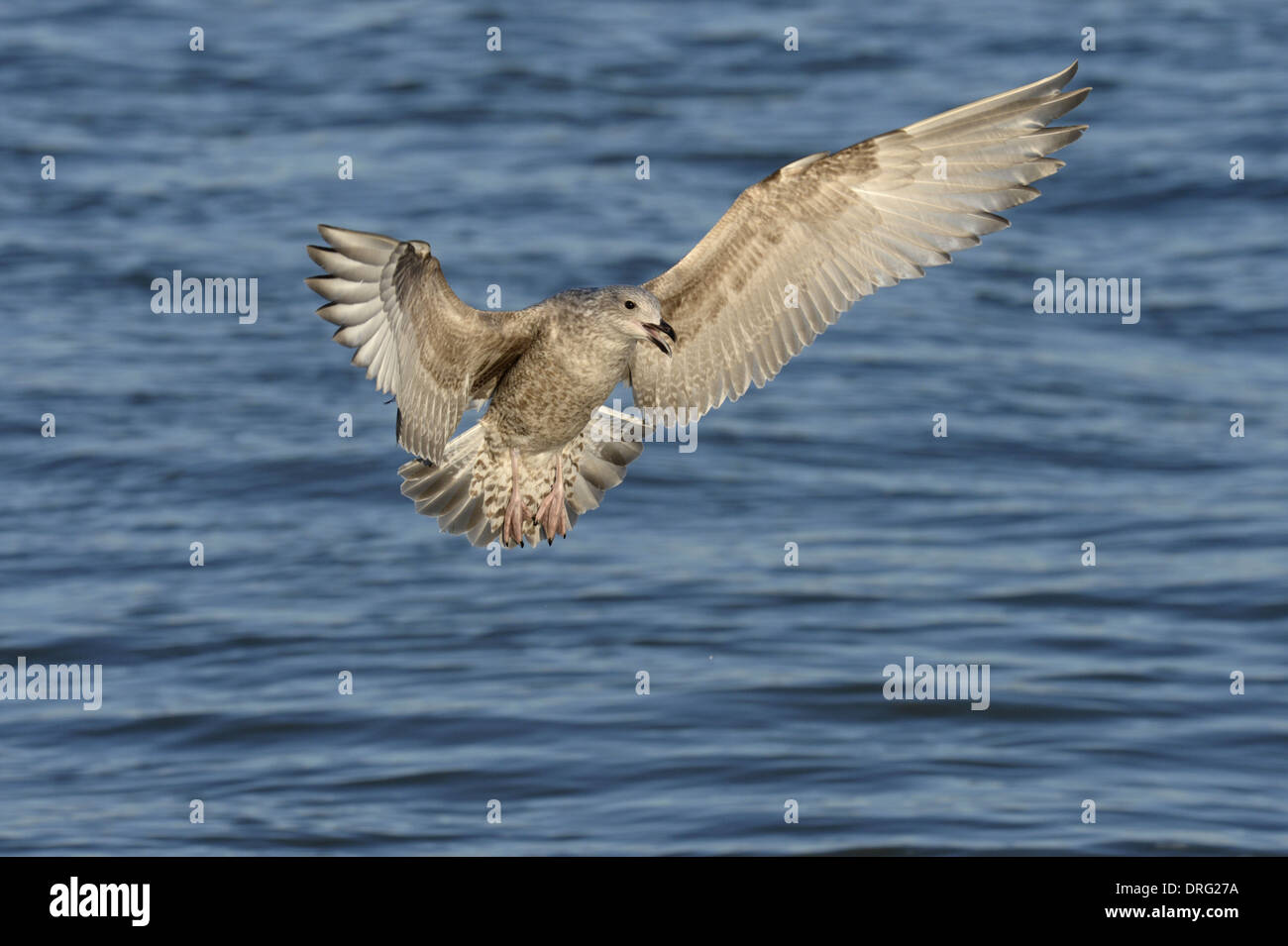 Herring Gull - Larus argentatus - Juvenile. Stock Photo