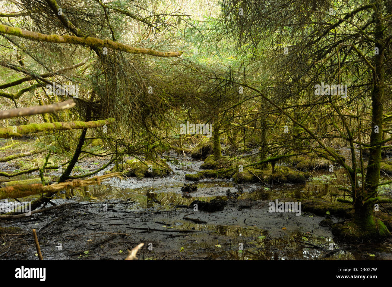 Swamp or Mire at Knockomagh West Cork Stock Photo Alamy