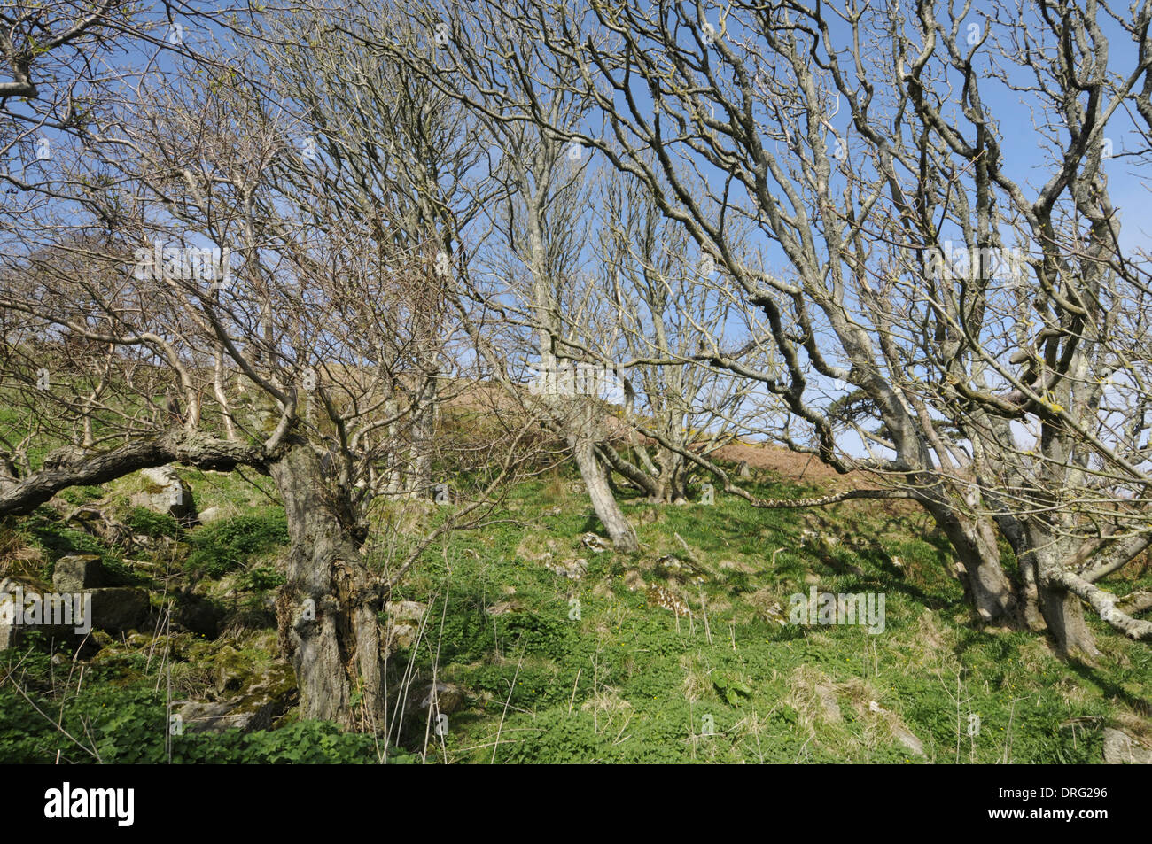 Deciduous woodland on the east side of Lundy Stock Photo
