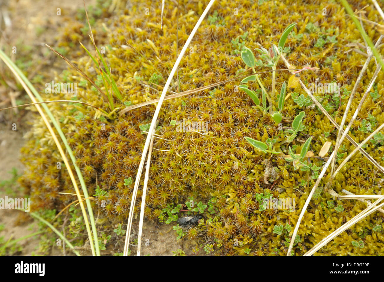 Sand-hill Screw-moss, Syntrichia ruralis Stock Photo